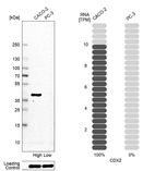 Western blot analysis in human cell line CACO-2 and human cell line PC-3.