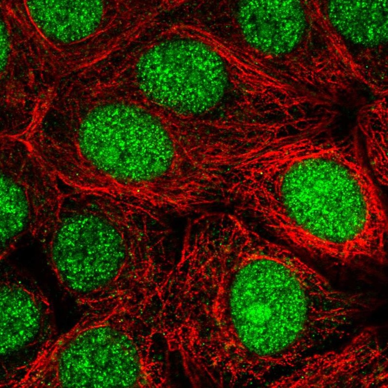 Anti-MRFAP1 Antibody