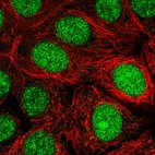 Anti-MRFAP1 Antibody