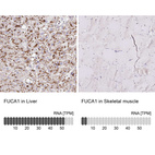 Anti-FUCA1 Antibody