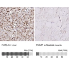 Anti-FUCA1 Antibody