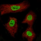 Immunofluorescence staining of CACO-2 cells using the Anti-CDX2 monoclonal antibody, showing specific staining in nucleoplasm in green. Microtubule probes are visualized in red (where available).
