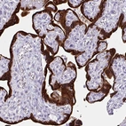 Immunohistochemical staining of human placenta shows strong cytoplasmic positivity in trophoblastic cells.