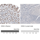 Anti-CDX2 Antibody