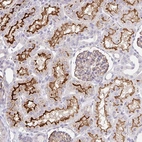 Anti-FGFR1 Antibody