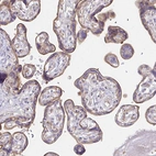 Immunohistochemical staining of human placenta shows moderate membranous positivity in trophoblastic cells.