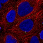 Immunofluorescent staining of human cell line HEK 293 shows localization to vesicles.