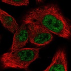 Immunofluorescent staining of human cell line A549 shows localization to nucleoplasm.