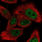 Immunofluorescent staining of human cell line A549 shows localization to nucleoplasm.