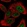 Anti-MED9 Antibody