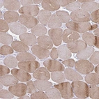 Immunohistochemical staining of human skeletal muscle shows high expression.