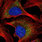 Immunofluorescent staining of human cell line U-2 OS shows localization to nucleus & vesicles.