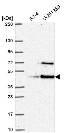 Anti-LUC7L Antibody