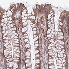 Anti-FAM106A Antibody