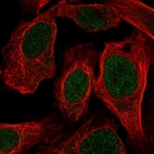 Immunofluorescent staining of human cell line U-2 OS shows localization to nucleus.