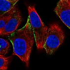 Immunofluorescent staining of human cell line A549 shows localization to vesicles.