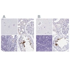Immunohistochemical staining of human cerebral cortex, kidney, lymph node and testis using Anti-TEX44 antibody HPA056433 (A) shows similar protein distribution across tissues to independent antibody HPA049917 (B).