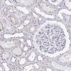Immunohistochemical staining of human kidney shows low expression as expected.