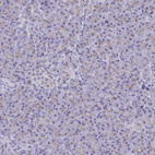 Immunohistochemical staining of human pancreas shows very weak granular cytoplasmic positivity in exocrine glandular cells.
