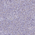 Immunohistochemical staining of human pancreas shows very weak granular cytoplasmic positivity in exocrine glandular cells.