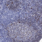 Anti-CD79A Antibody