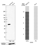 Western blot analysis in human cell line CACO-2 and human cell line PC-3.