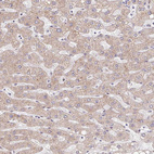 Anti-TIMM50 Antibody