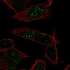 Immunofluorescent staining of human cell line SH-SY5Y shows localization to nucleus.