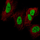 Anti-CDX2 Antibody