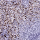 Immunohistochemical staining of human spleen shows strong cytoplasmic positivity in cells in red pulp.