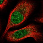 Immunofluorescent staining of human cell line U-2 OS shows localization to nucleoplasm.