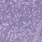 Immunohistochemical staining of human lymph node shows no positivity in non-germinal center cells as expected.