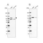 Anti-SRPK1 Antibody