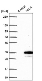 Western blot analysis in control (vector only transfected HEK293T lysate) and TECR over-expression lysate (Co-expressed with a C-terminal myc-DDK tag (~3.1 kDa) in mammalian HEK293T cells, LY403358).