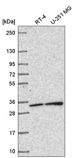 Anti-SNAP29 Antibody