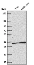 Anti-SNAP29 Antibody