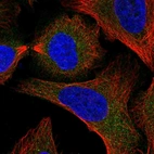 Immunofluorescent staining of human cell line U-2 OS shows localization to cytosol.