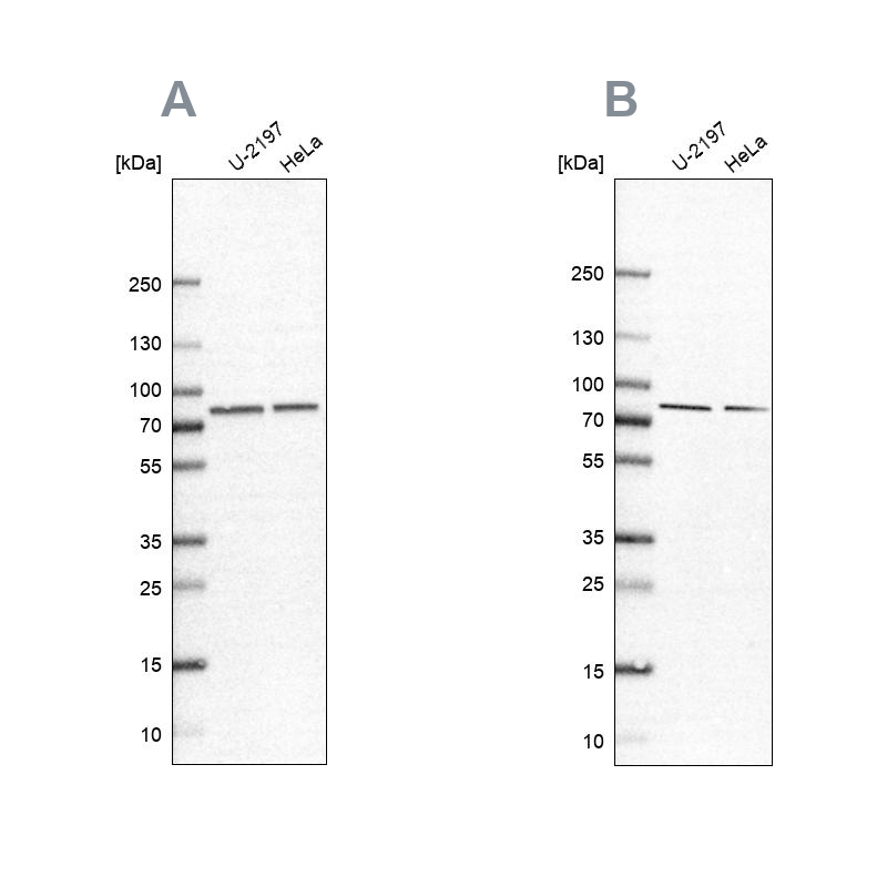 Anti-PABPC4 Antibody