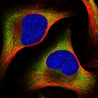 Immunofluorescent staining of human cell line U-2 OS shows localization to cytosol.