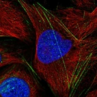 Immunofluorescent staining of human cell line U-2 OS shows localization to actin filaments.