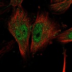 Immunofluorescent staining of human cell line U-251 MG shows localization to nucleoplasm.