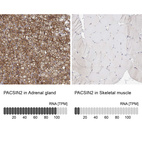 Anti-PACSIN2 Antibody