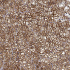 Anti-PACSIN2 Antibody