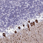 Anti-CDX4 Antibody