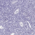 Immunohistochemical staining of human endometrium shows low expression as expected.
