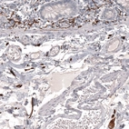 Immunohistochemical staining of human small intestine shows strong positivity in peripheral ganglion and neural fibers.