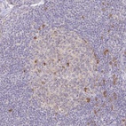 Anti-DERL2 Antibody