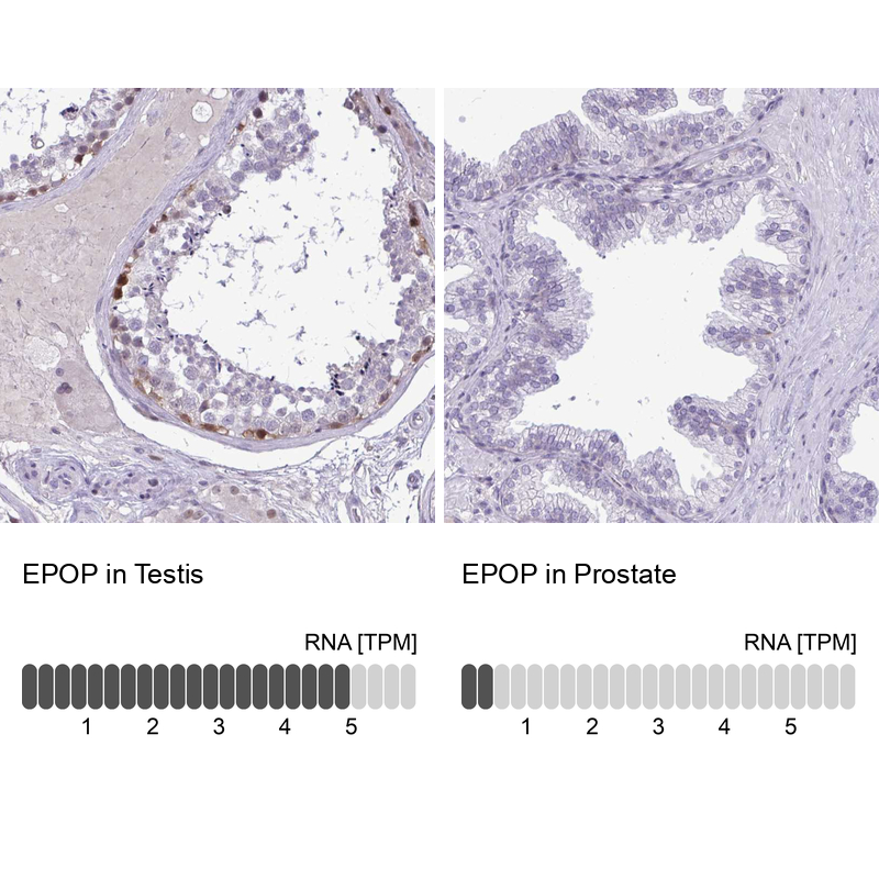 Anti-EPOP Antibody