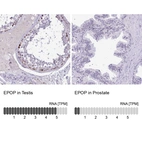 Anti-EPOP Antibody