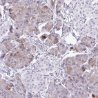 Immunohistochemical staining of human pancreas shows moderate cytoplasmic positivity in exocrine glandular cells.